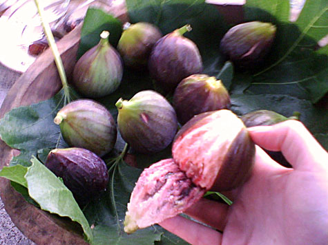 Fresh organic figs from Montefalco, Umbria