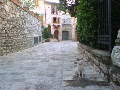 A rather holy blind cat I met in Assisi