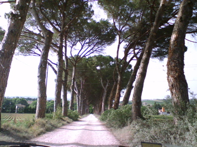 A very impressive driveway: Montefalco