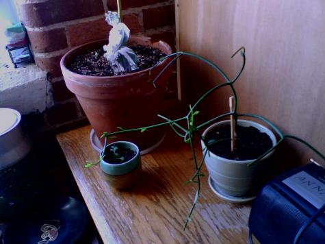 Photo of a sculpture from Yaddo, and "Twiggy" the pencil cactus