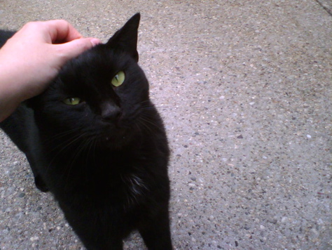 Bravo the semi-feral cat - a sucker for love