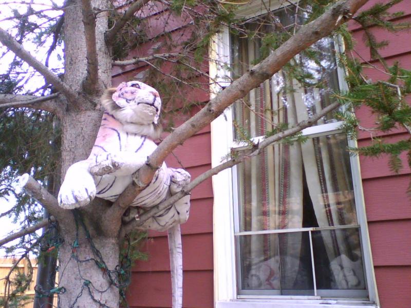 Tiger: Greenpoint, Brooklyn